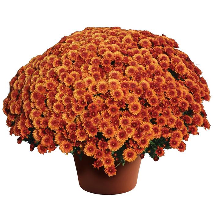 Beverly™ Bronze - Chrysanthemum x morifolium