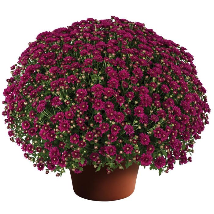 Wanda™ Purple - Chrysanthemum x morifolium 