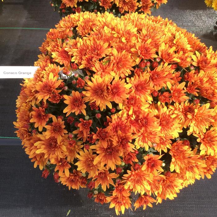 'Conaco Orange' Garden Mum - Chrysanthemum x morifolium