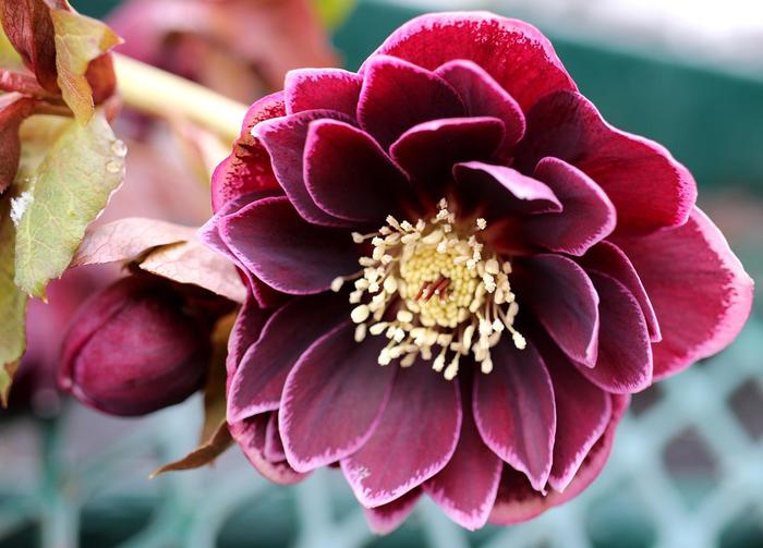 North Star™ Plum - Helleborus hybrid North Star™ Plum - Helleborus hybrid