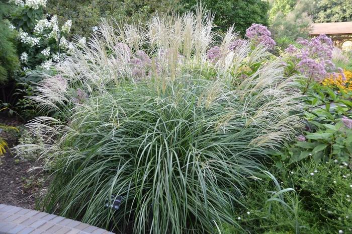 Maiden Grass - Miscanthus sinensis 'Variegatus'