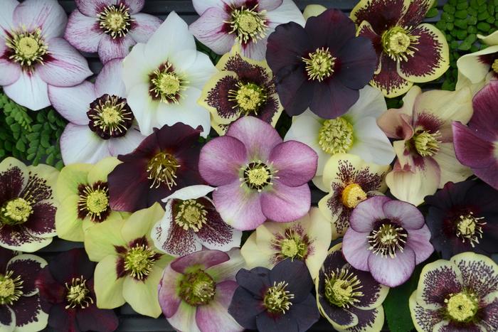 Honeymoon™ Mix - Helleborus x 'Wedding Party Series' Honeymoon™ Mix - Helleborus x 'Wedding Party Series'