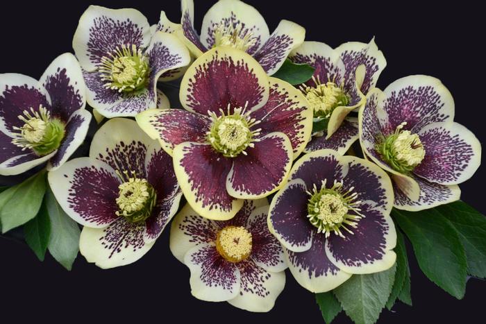 Honeymoon® 'Rio Carnival' - Helleborus hybrid Honeymoon® 'Rio Carnival' - Helleborus hybrid