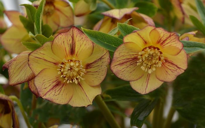 Honeymoon® 'Tropical Sunset' - Helleborus hybrid Honeymoon® 'Tropical Sunset' - Helleborus hybrid