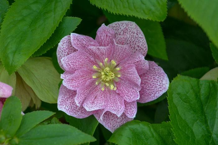 Wedding Party® 'Wedding Crasher' - Helleborus (Lenten Rose)