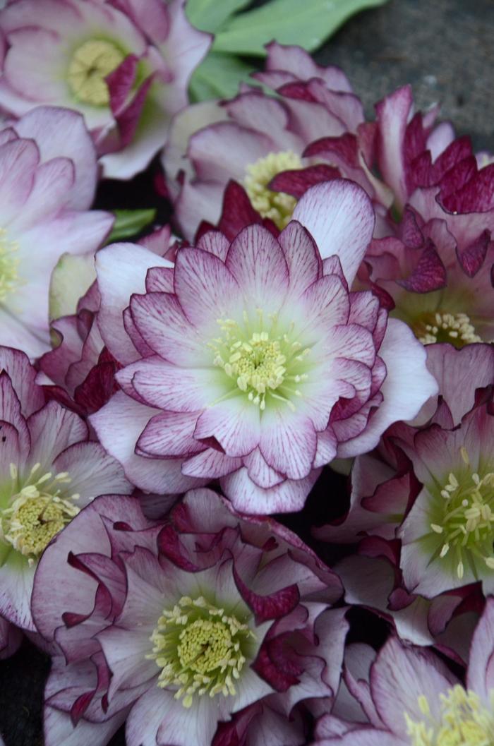 Wedding Party® 'Blushing Bridesmaid' - Helleborus (Lenten Rose)