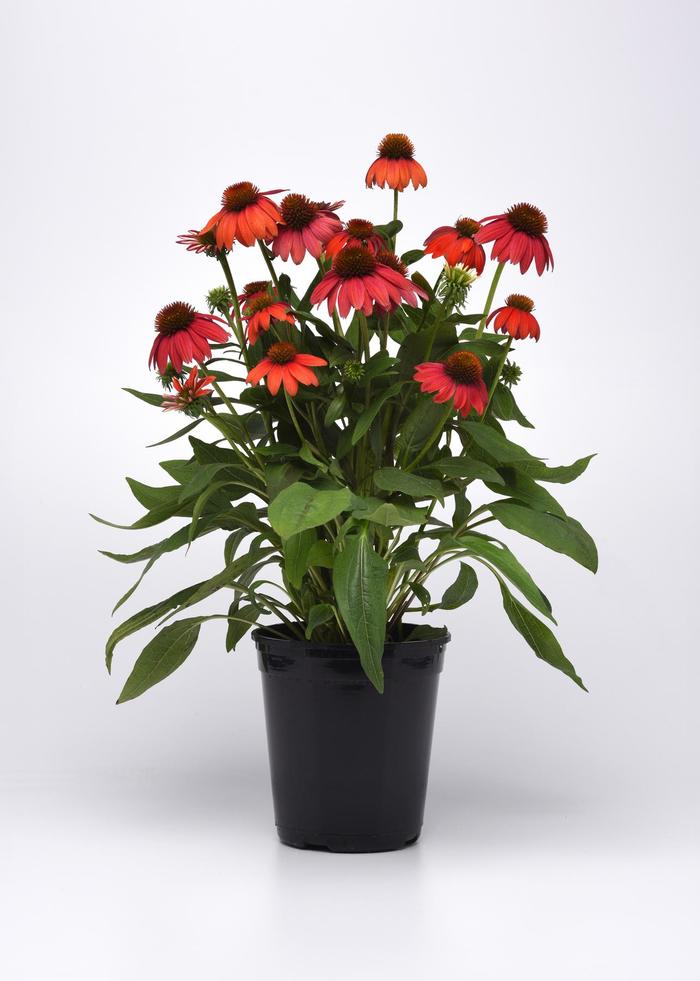Coneflower - Echinacea x hybrida 'Artisan™ Ombre Red'