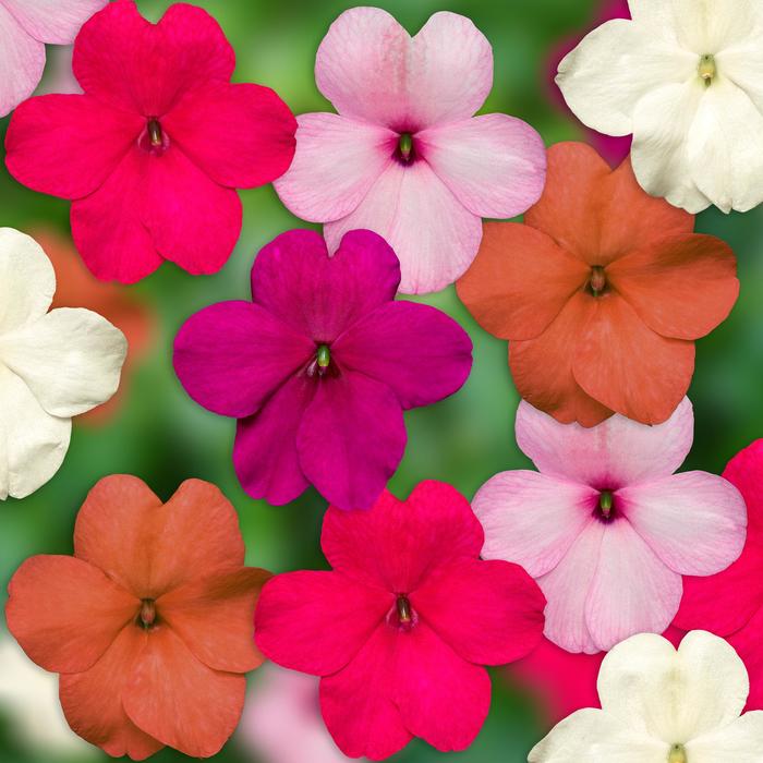 Imara™ 'XDR Pastel Mix' - Impatiens walleriana