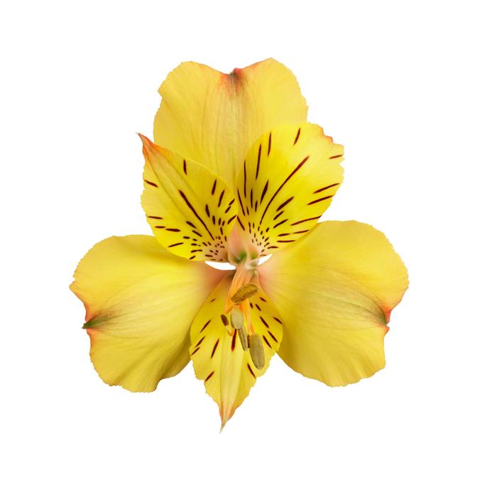 Colorita® 'Ariane' - Alstroemeria (Peruvian Lily)