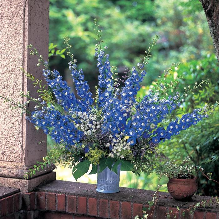 'Aurora Blue' Delphinium - Delphinium elatum 'Aurora Blue' Delphinium - Delphinium elatum