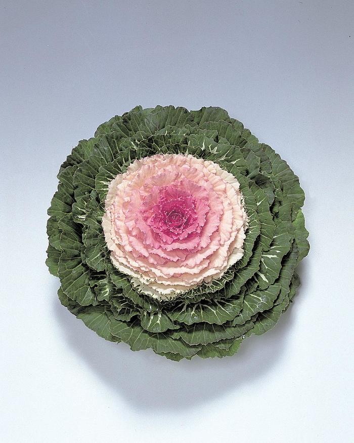 Pigeon&trade; Victoria - Flowering Kale