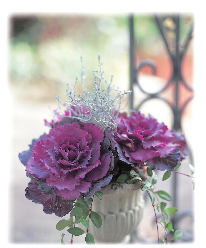 Ornamental Kale - Brassica oleracea