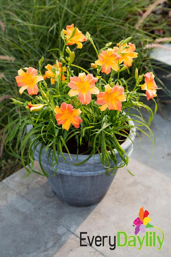 EveryDaylily® Punch Yellow - Hemerocallis hybrid EveryDaylily® Punch Yellow - Hemerocallis hybrid