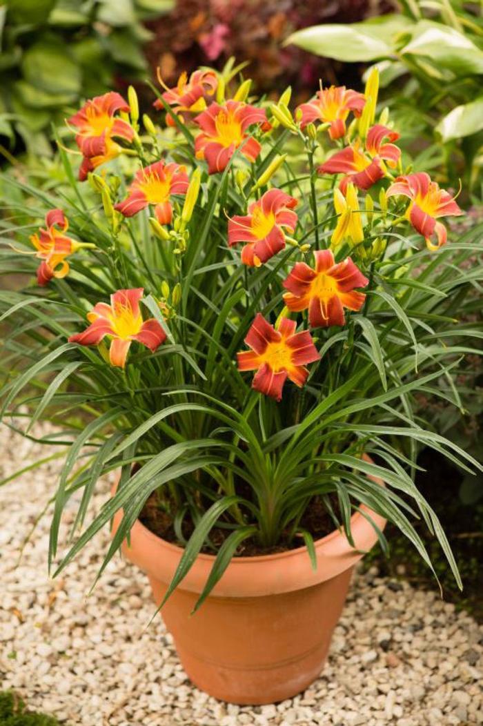 EveryDaylily® Red Rib - Hemerocallis hybrid EveryDaylily® Red Rib - Hemerocallis hybrid