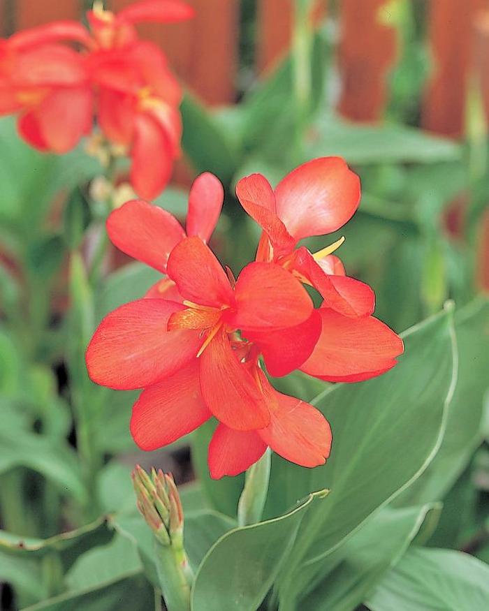 Tropical Salmon - Canna Tropical Salmon - Canna