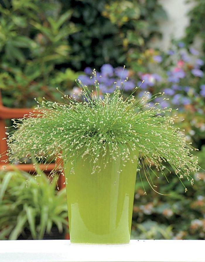 Graceful Grasses® ''Fiber Optic Grass'' - Scirpus cernuus ()