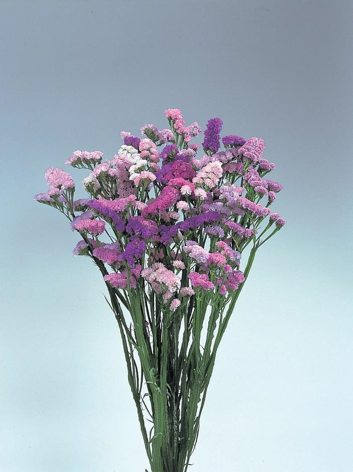 Pastel Shades Mix - Limonium