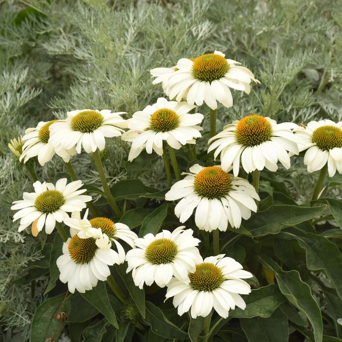 Color Coded™ 'The Price is White' - Echinacea (Coneflower)