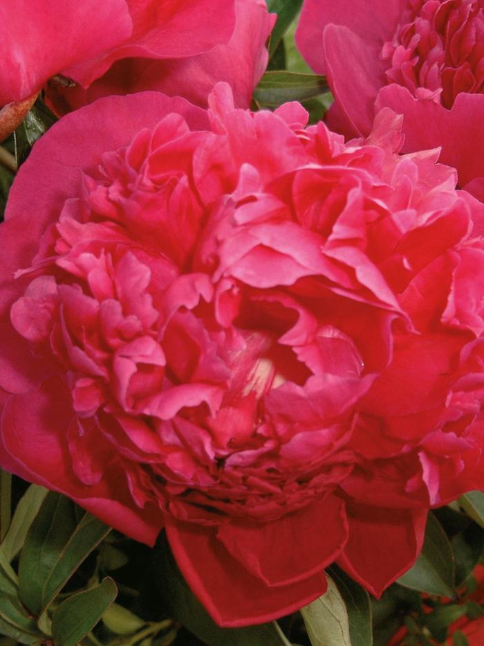 'Renato' - Paeonia hybrid 'Renato' - Paeonia hybrid