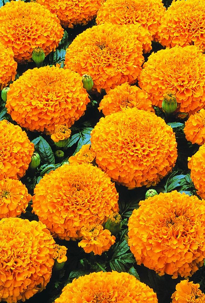 Marigold - Tagetes erecta Marvel™ Orange