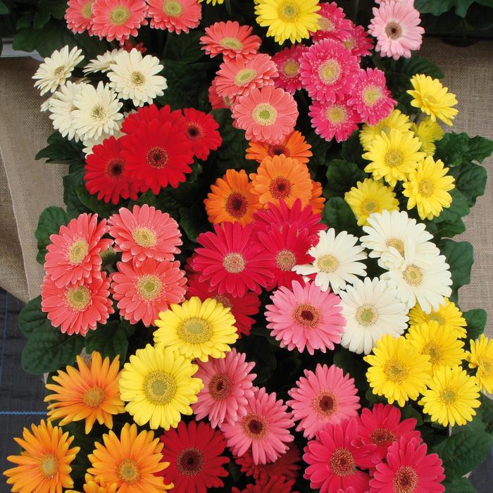 'Mini Revolution Mix' Gerber Daisy - Gerbera jamesonii