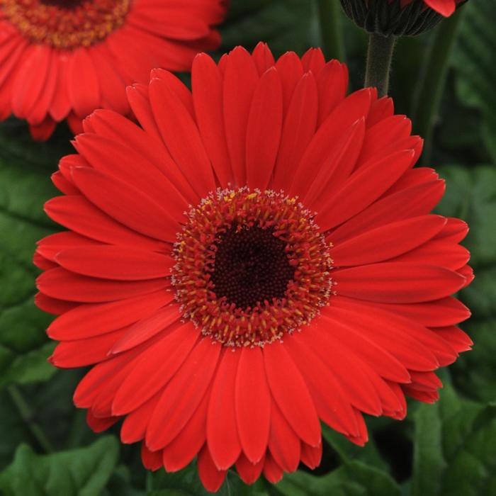 Revolution&trade; Bright Red Dark Eye - Gerbera Daisy