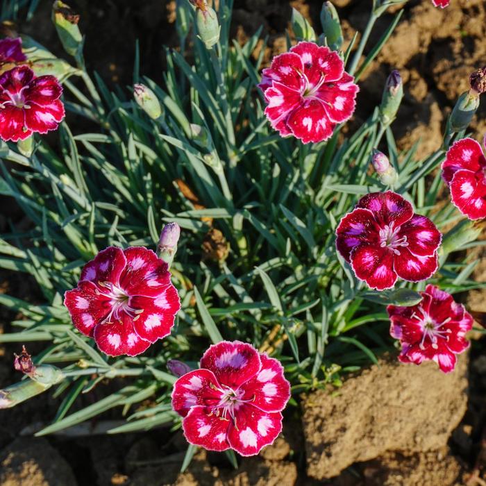 Border Carnation - Dianthus hybrida Mountain Frost™ 'Ruby Glitter'