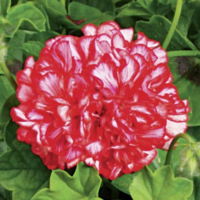 Geranium, Ivy - Pelargonium peltatum 'Ivy League™ Arctic Red'