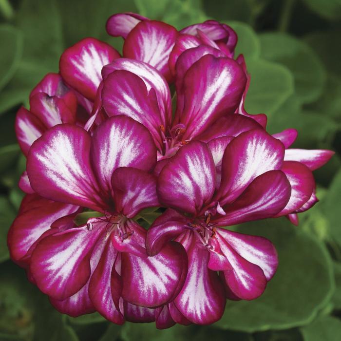 Geranium, Ivy - Pelargonium peltatum 'Ivy League™ Burgundy Bicolor'
