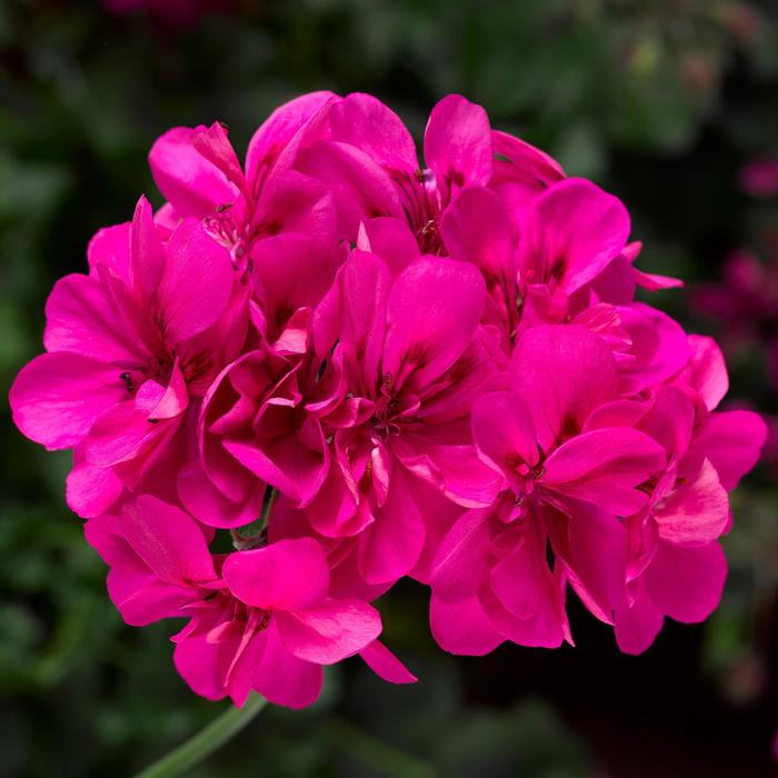 Ivy League™ Deep Pink - Geranium, Ivy Ivy League™ Deep Pink - Geranium, Ivy