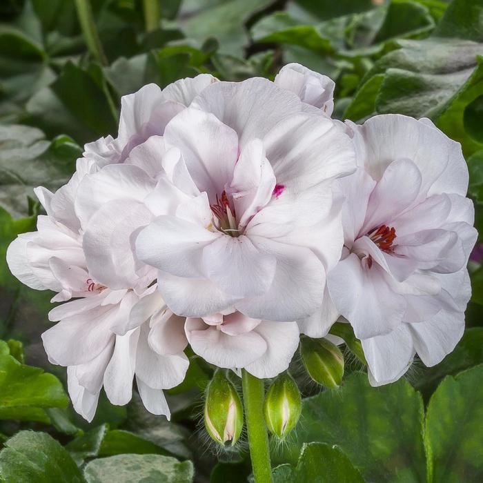 Geranium, Ivy - Pelargonium peltatum Ivy League™ White 