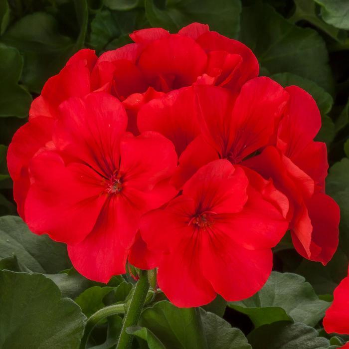 Pelargonium hybrid | Calliope® Large Orange Splash Geranium | Ebert's ...