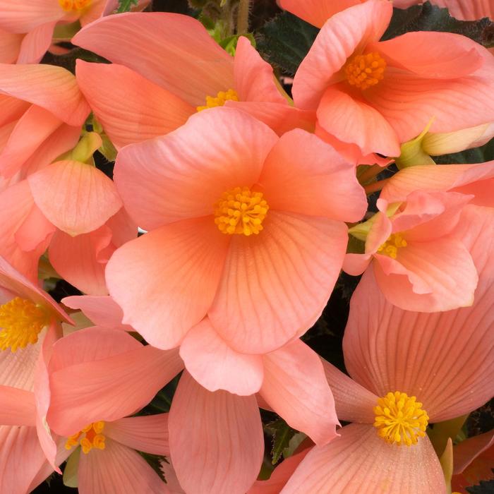 Florencio™ 'Pink' - Begonia 