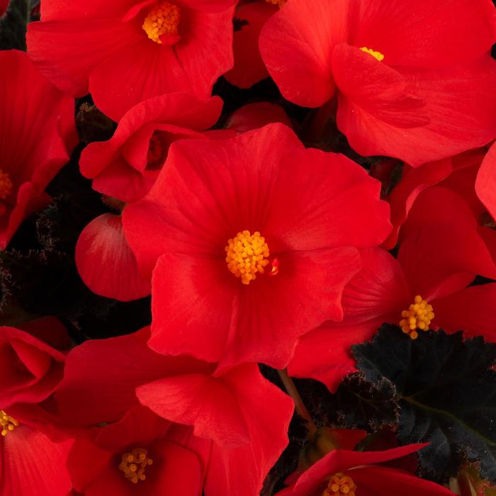 Florencio&trade; Red - Begonia 