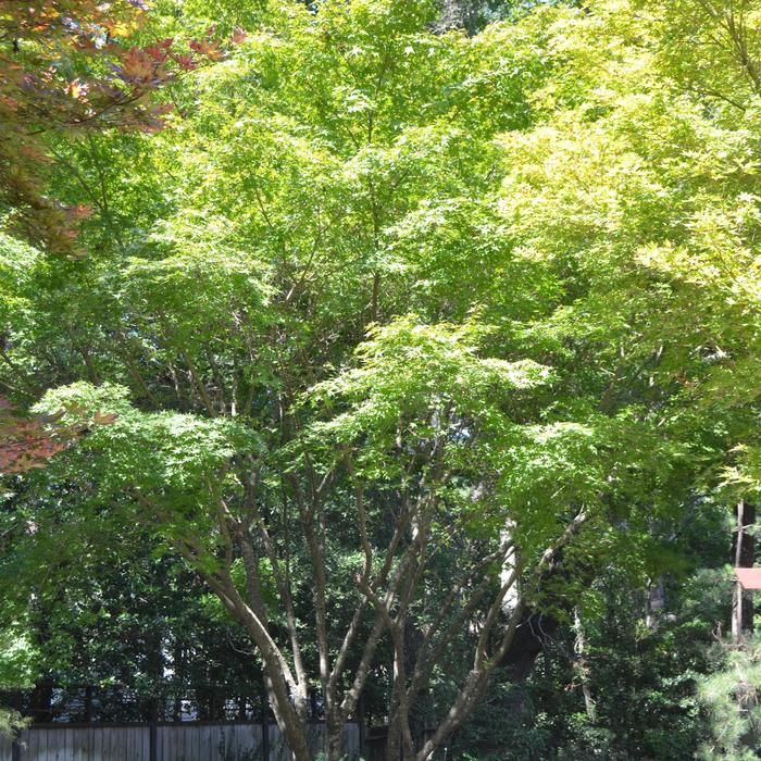 Japanese Maple - Acer palmatum Japanese Maple - Acer palmatum