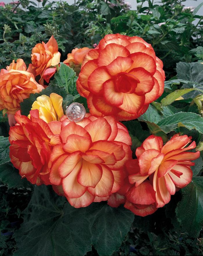 Nonstop® 'Sunset' - Begonia x tuberhybrida (Tuberous Begonia)