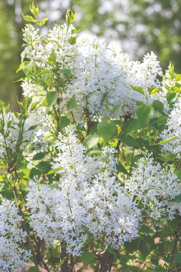 New Age™ White Lilac - Syringa vulgaris