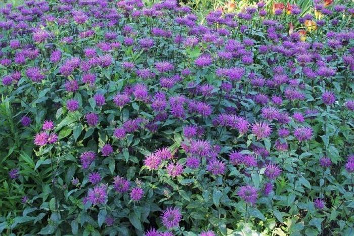 'Leading Lady Plum' - Monarda hybrid 'Leading Lady Plum' - Monarda hybrid