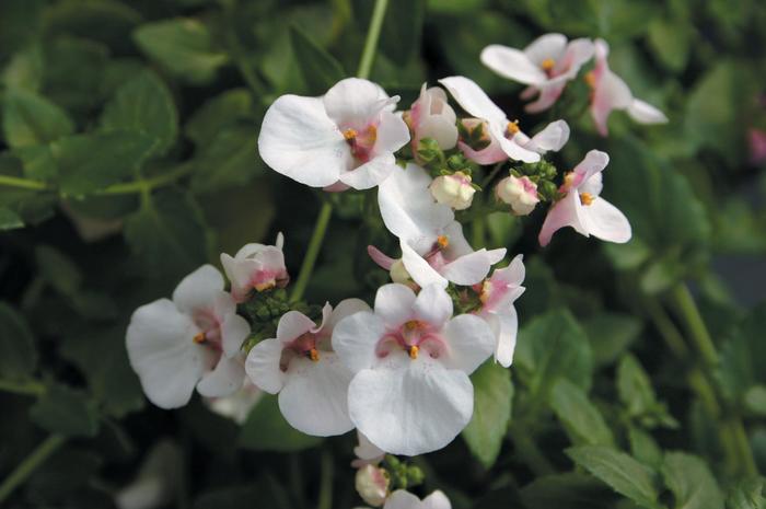 Piccadilly Appleblossom - Diascia