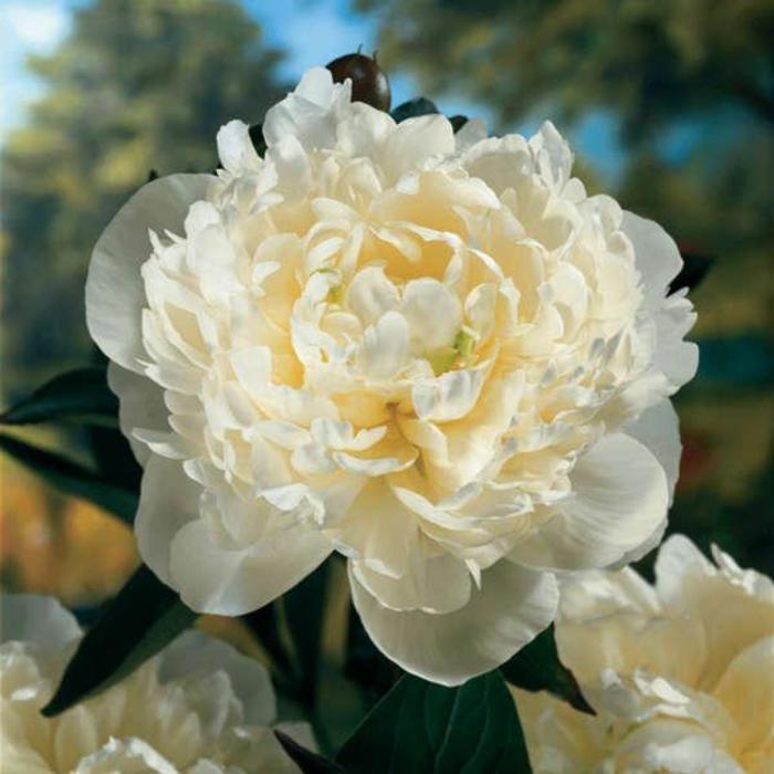 'Duchess de Nemours' - Paeonia lactiflora 'Duchess de Nemours' - Paeonia lactiflora
