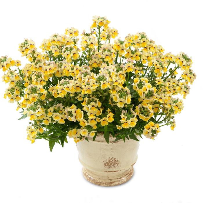 Nesia™ 'Sunshine' - Nemesia fruticans