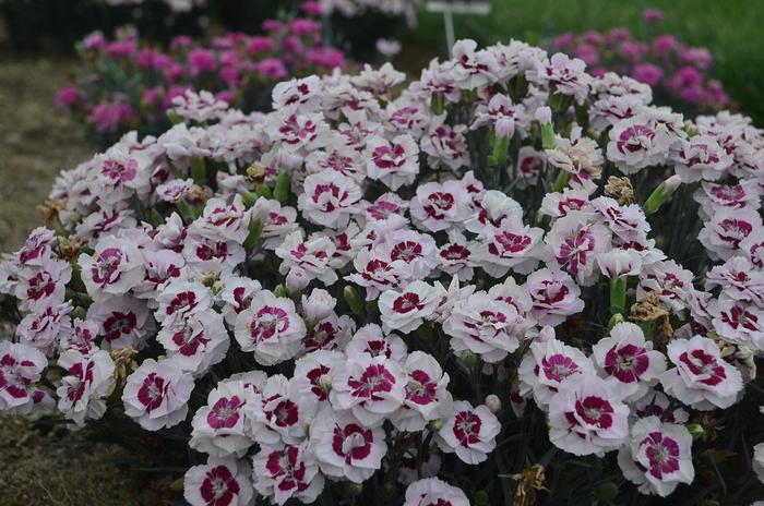 Pretty Poppers™ 'Kiss and Tell' - Dianthus hybrid Pretty Poppers™ 'Kiss and Tell' - Dianthus hybrid