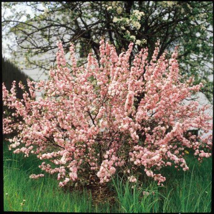 Pink Flowering Almond - Prunus glandulosa 'Rosea Plena' 