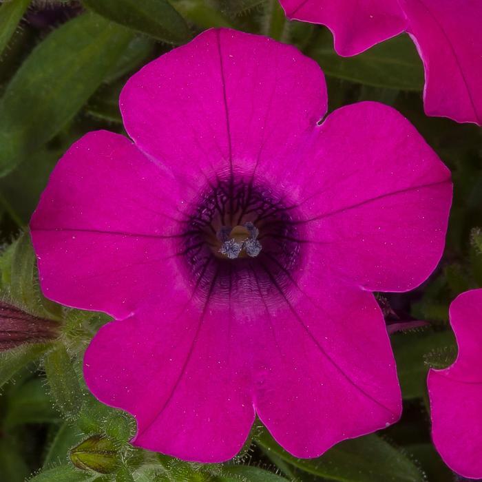 Itsy™ Magenta - Petunia 