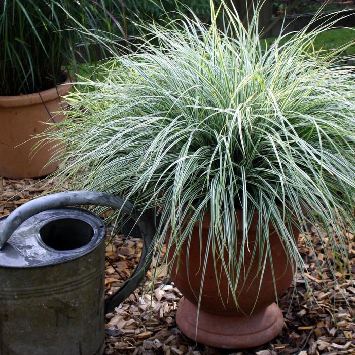 Sedge, Variegated - Carex oshimensis EverColor® 'Everest'