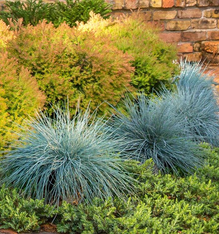 Blue Fescue - Festuca glauca 'Beyond Blue™' 