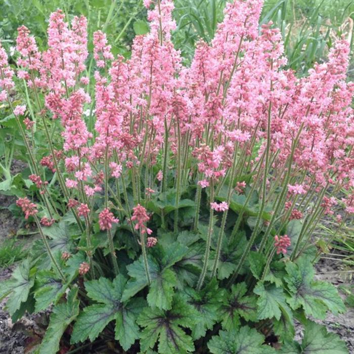 Foamy Bells - Heucherella 'Pink Revolution'