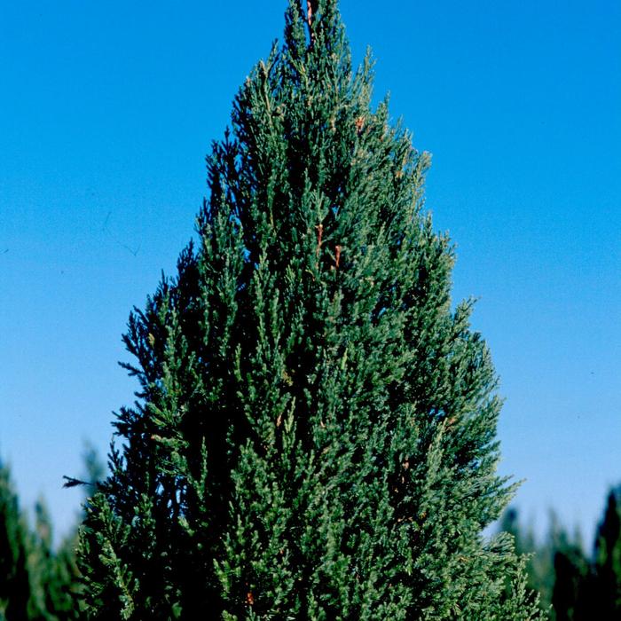  'Blue Point' Chinese Juniper - Juniperus chinensis