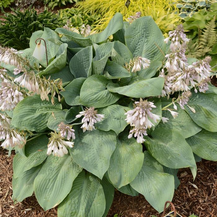 Plantain Lily - Hosta 'Blue Mammoth' 