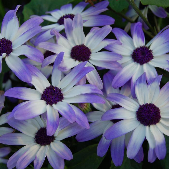 Senetti® 'Light Blue Bicolor' - Pericallis (Cineraria)